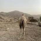 بعير للبيع