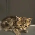 صغار قطط سكوتش