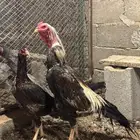 دجاج شامو ياباني