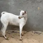 جفرة