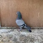 للبيع حمام زاجل سباق