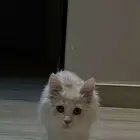 ذكر عمره شهرين