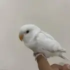 روز النوع البينو هدد تناديه يجيك يجي معه قفص علا السوم