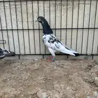 حمام باكستاني