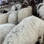بهم بري العدد 20