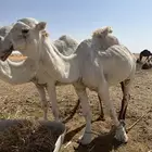 جمل فحل للبيع
