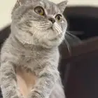 للبيع قطة سكوتش ستريت(( انثى))