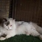 احتاج ذكر من نفس الفصيله هذي