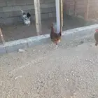 دجاج فرنسي بشاير
