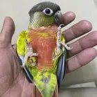 كنيور