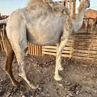 لقحات وضح كفو منوت القاني الحد من 7300تمم البيع
