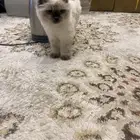 قطة سيامي همالايا للبيع