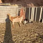 عنز تحتها توم طيبه