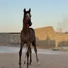 مهرة عربيه شعبية فاخرة فرس