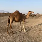 ناقه