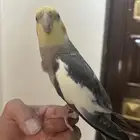 كروان طيور زينه ذكر أليف جدا مع قفص كبير جديد