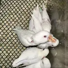 فروخ روز البينو قريب هدد(بالجملة)