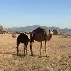 خلفه تحتها قعود ثانيها سليمه من اي عذروب