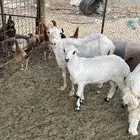 شاة رفيدية متبع معها رخل