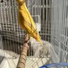 انثى كناري سوري جاهزة(تم البيع)