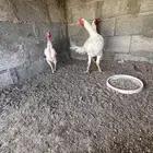 ديكين ودجاجه سندي