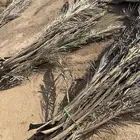 عسبان جريد نخل