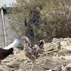 اعرض لكم طقم ماكنتوش عمر 4 شهور واسبوعين