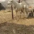 كبش فحل مواصفات عاليه ماشاءالله تبارك الله