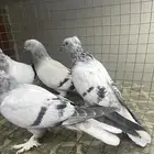 جوز وطبه تركي حرمي مديل غره