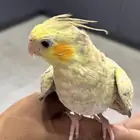 كوكتيل للبيع