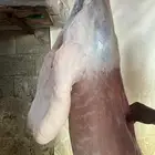 متوفر ذبايح