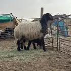 نعجة صنف مطفل نعيميه