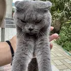 قط سنور قطو أسكتلندي