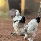 براهما كولمبي مستوى فاخر