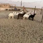 بهم لباني انتاج