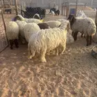 طليان ورخال ضحايا يوجد تابي