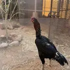 للبيع ديك باكستاني