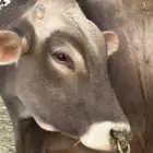 ثور ألماني صنف فاخر- وبقر إناث