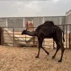 للبيع قعود