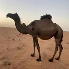 ناقه البيع ام ثاني لحقه الموقع مشذوبه