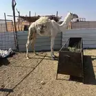 حوار لباني العمر 5 شهور على الحليب الموقع الحناكيه