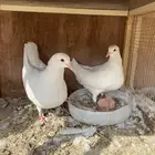 للبيع جوز لاحم منتج
