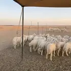 رخال صنف جروم وشعره مقنوي مراح