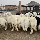ذبيحتك لباب بيتك