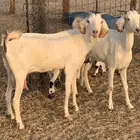 للبيع غنم مراح و احد معزا مواليد
