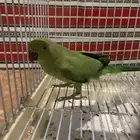 ببغاء دره اليفه (نثيه)