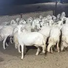 32 ضان حصيب تم البيع