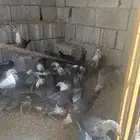 دجاج فيومي ودجاج بلدي ودجاج باكستاني معاها صيصانها ودجاج عل