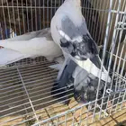 البيع حمام زينه