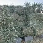 علف بونيكام